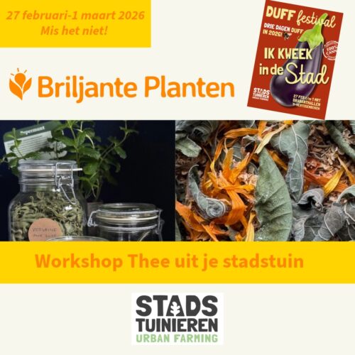 Workshop DUFF 27-02-2026-2-WorkshopThee3 Workshop Thee uit je stadstuin met Briljante Planten