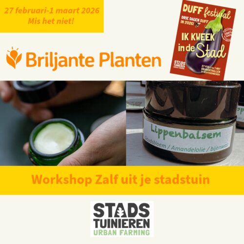 Workshop DUFF 27-02-2026-4-Workshop zalf met lippenbalsem Workshop Zalf uit je stadstuin met Briljante Planten