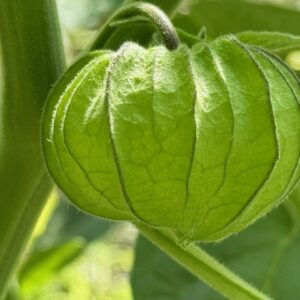 Culinaire rondleiding Tuin van Oostduin