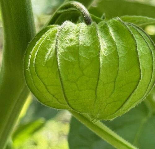 Culinaire rondleiding Tuin van Oostduin