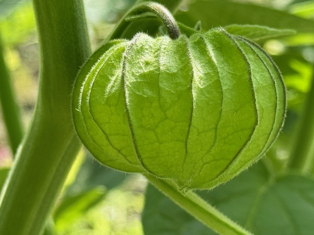 Culinaire rondleiding Tuin van Oostduin